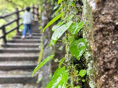 -大鄣山卧龙谷景区