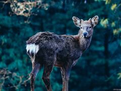 -云南野生动物园