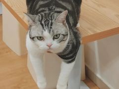 -有喵·猫咖·狗咖·40+猫狗有小奶狗(岗厦店)