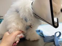 -派联宠物医院·24h·CT·异宠