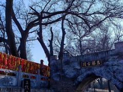 -大槐树寻根祭祖园