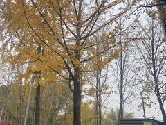 -青枫公园