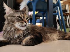 -平行世界·猫咖(首经贸店)