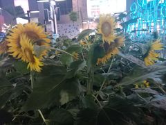 -双桂坊美食街(南大街商业步行街店)