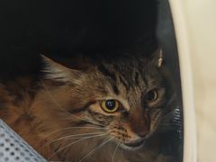 -纳吉亚猫专科动物诊疗中心(蒋宅口分院)