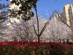 -高东镇樱花园