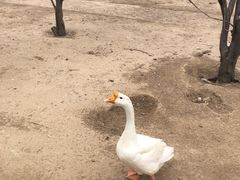 -杨柳青庄园
