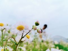 -海上花岛玫瑰园采摘