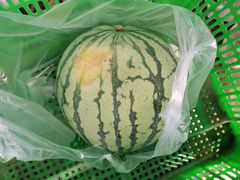 -庞各庄西瓜蔬菜采摘园·锦华瓜园
