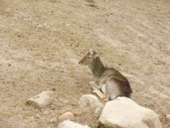 景点-西安秦岭野生动物园