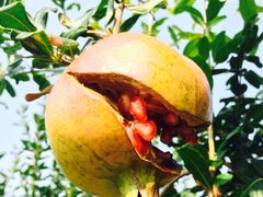 -葛记焖饼(伏牛路店)