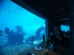 -海棠湾洲际-涛·海底餐厅·美人鱼·自助餐·海底隧道