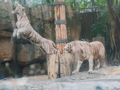 -广州长隆野生动物世界