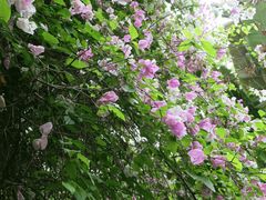 -深圳国际园林花卉博览园