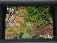 -秋霞圃