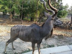 -清迈夜间动物园