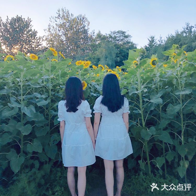 奥森百亩向日葵开啦🌻太美太出片了🌻 