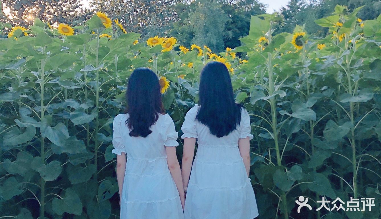 奥森百亩向日葵开啦🌻太美太出片了🌻 