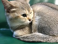 -猫色咖啡·猫咖