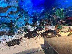 -中国（海南）南海博物馆