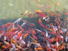 -苏苑饭店-中餐厅(长桥地区店)