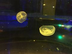 -锦艺城海洋馆