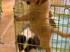 -Let's go狗咖·猫咖·奶狗·桌游(春熙路IFS店)