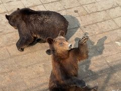 -大连森林动物园