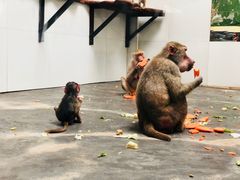 -西安秦岭野生动物园