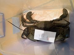 -石头咕(葵蓬店)