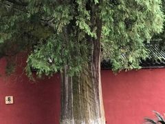 -武侯墓风景区
