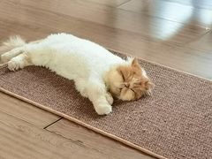 -有猫主题·治愈系猫咖(曾厝垵店)