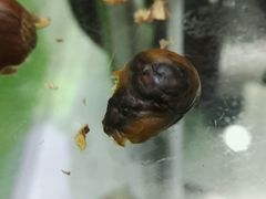 -秋栗香(地安门店)