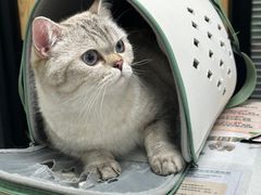 -伟伟宠物医院·CT影像中心·瑞派犬猫综合性门诊(汉口总院)