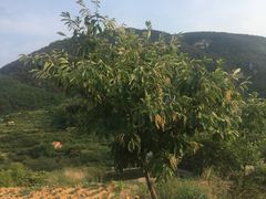 -鲁山国家森林公园