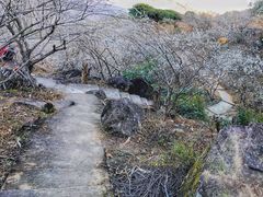 -广州市流溪河国家森林公园