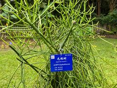 -中国科学院西双版纳热带植物园