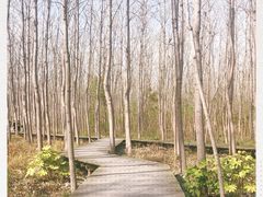 -合肥滨湖国家森林公园