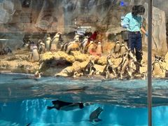 -帝企鹅自助餐厅•儿童岛•真企鹅(长隆企鹅酒店)