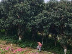 -松山湖梦幻百花洲