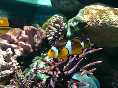 -瑞普利水族馆