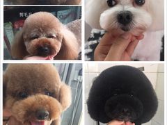 -萌萌喵宠物(百水芊城阅水坊店)