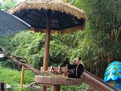 -广州长隆野生动物世界