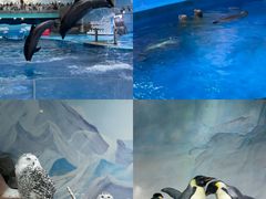 -海合安成都极地海洋公园