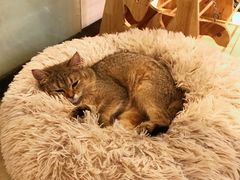-momokira米努特·德文卷毛猫·棉花面纱犬