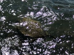 -阿甘虾餐厅(Maui)