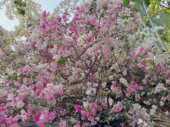 -深圳国际园林花卉博览园