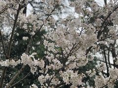 -武汉大学-樱园