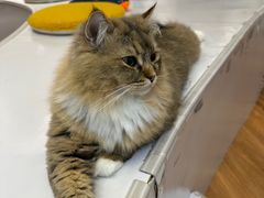 -COLOR PETS 撸猫馆·购猫·猫咖(长风大悦城店)