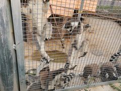 -石家庄市动物园